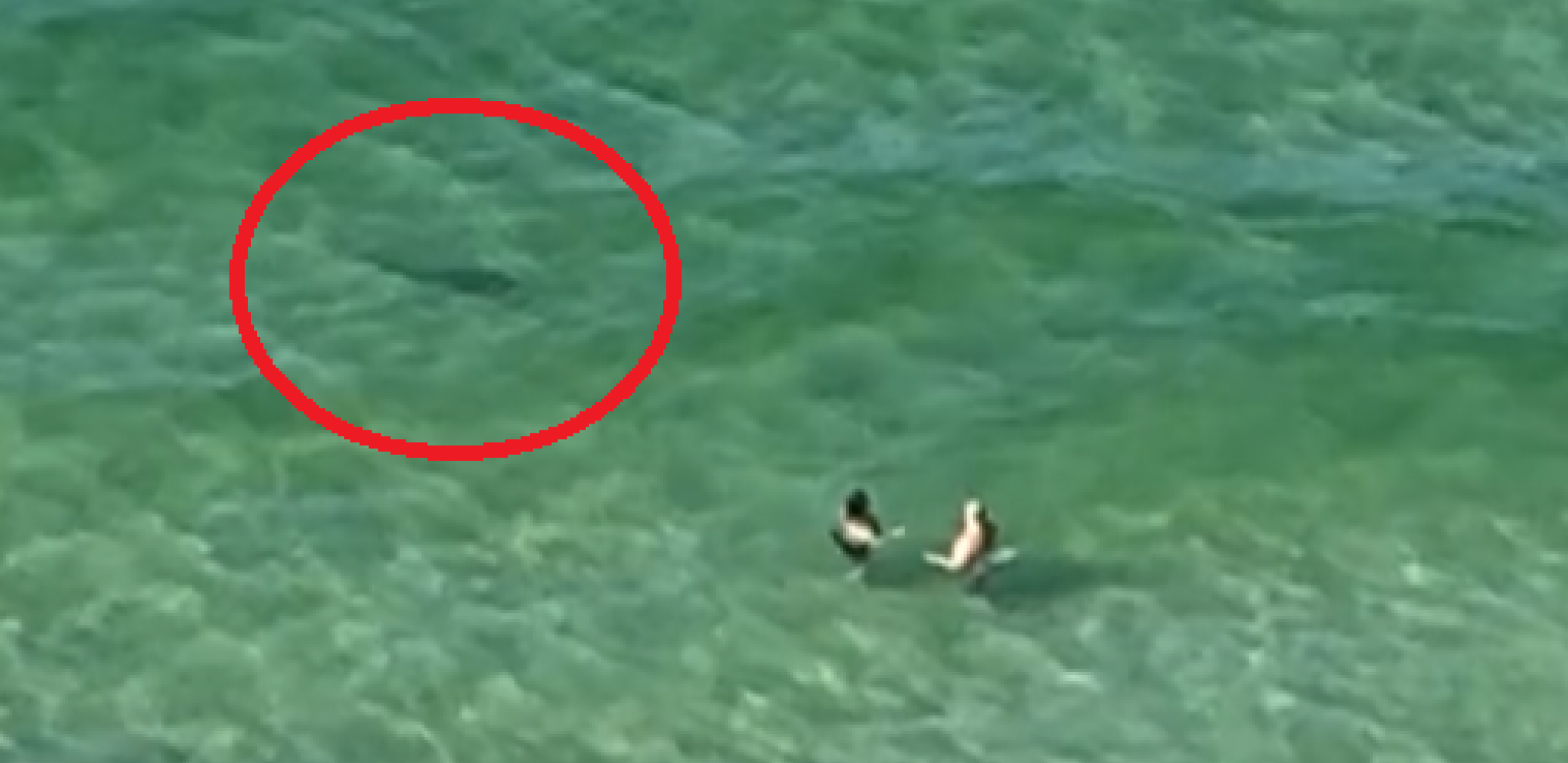 LJUDI VRIŠTE, PRIZOR LEDI KRV U ŽILAMA Smrtonosni predator se neprimetno prišunjao... (VIDEO)