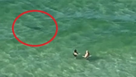 LJUDI VRIŠTE, PRIZOR LEDI KRV U ŽILAMA Smrtonosni predator se neprimetno prišunjao... (VIDEO)