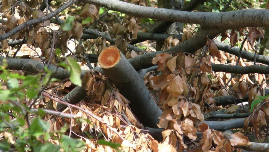 SILOVITI VETAR IZVALIO HRAST IZ KORENA Drvo palo na desetine spomenika na seoskom groblju kod Ivanjice