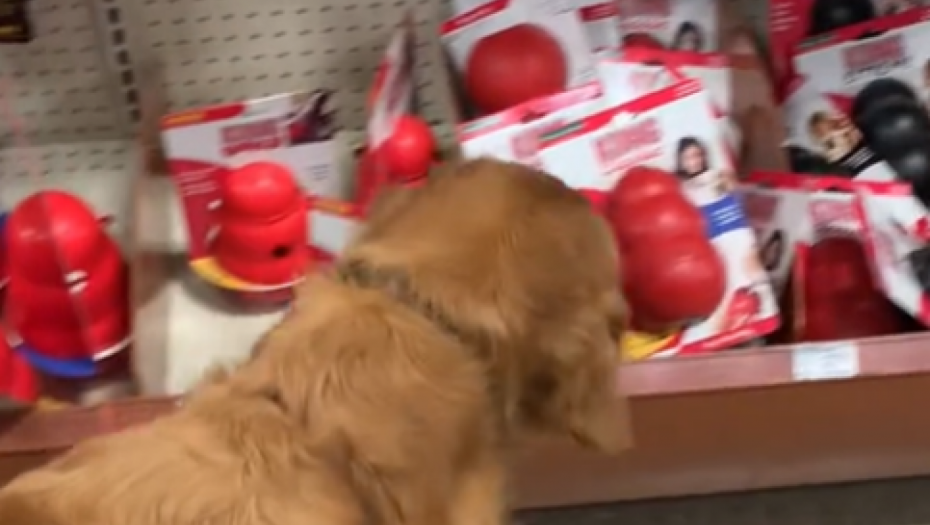 ZLATNI RETRIVER PRVI PUT VIDEO OVO, NJEGOVA REAKCIJA POSTALA HIT Presladak snimak kruži mrežama, njegovoj sreći nema kraja (VIDEO)