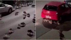 "NACISTIČKI RAKUNI" U NEMAČKOJ Noćne zveri haraju ulicama, dvorištima, ulaze u kuće - KRADU SVE ŠTO STIGNU! (VIDEO)