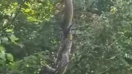KAKAV JE OVO AKREP? Zmija od 3 metra snimljena u Bosni, oglasili se zoolozi (VIDEO)