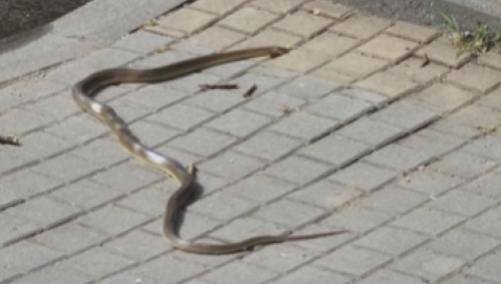 ''ŠTA SLIKATE, TO MI ŽENA IZAŠLA U GRAD'' Zmija od metar gmizala Šapcem, objava na društvenim mrežama pokrenula lavinu komentara! (FOTO)
