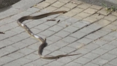 UŽAS U CENTRU GRADA Ženi dok je ležala na terasi zmija pala na glavu