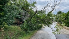 PANČEVO POD VODOM Nevreme napravilo haos na 12 kilometara od Beograda, vetar obarao drveće (VIDEO)