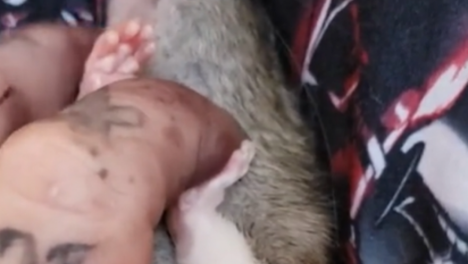 LJUDIMA JE MUKA KAD VIDE KO SU JOJ LJUBIMCI Žena živi sa 50 PACOVA, kupaju se u SUDOPERI, a evo kako im ona tepa (VIDEO)