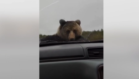 ŠTA IH SVE NEĆE SASTAVITI? Ljudima se pokvario auto, pa im medved presreo put i RAZVALIO brisače: Dobro je prodrmao vozilo (VIDEO)