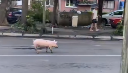 "ODBEGLO PRASE" ZAVRŠILO U KRALJEVU! Svi gledaju i ne veruju - malo svinjče odlučilo da se prošeta ulicom! (FOTO)