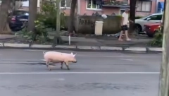 "ODBEGLO PRASE" ZAVRŠILO U KRALJEVU! Svi gledaju i ne veruju - malo svinjče odlučilo da se prošeta ulicom! (FOTO)