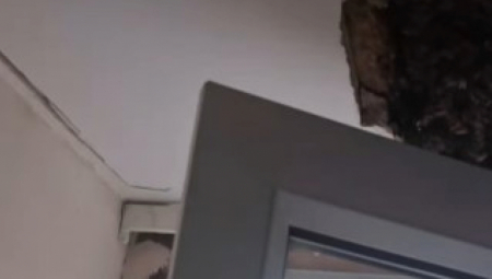 ZAMISLITE DA VAM OVO ŽIVI U KUĆI Unuci se žalili na čudan zvuk, on skinuo plafon i otkrio horor prizor! (VIDEO)