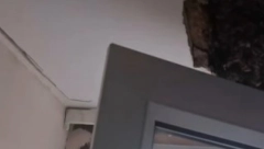 ZAMISLITE DA VAM OVO ŽIVI U KUĆI Unuci se žalili na čudan zvuk, on skinuo plafon i otkrio horor prizor! (VIDEO)