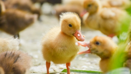 SPASAVANJE PAČIĆA Američki vatrogasci u nesvakidašnjoj akciji (FOTO)