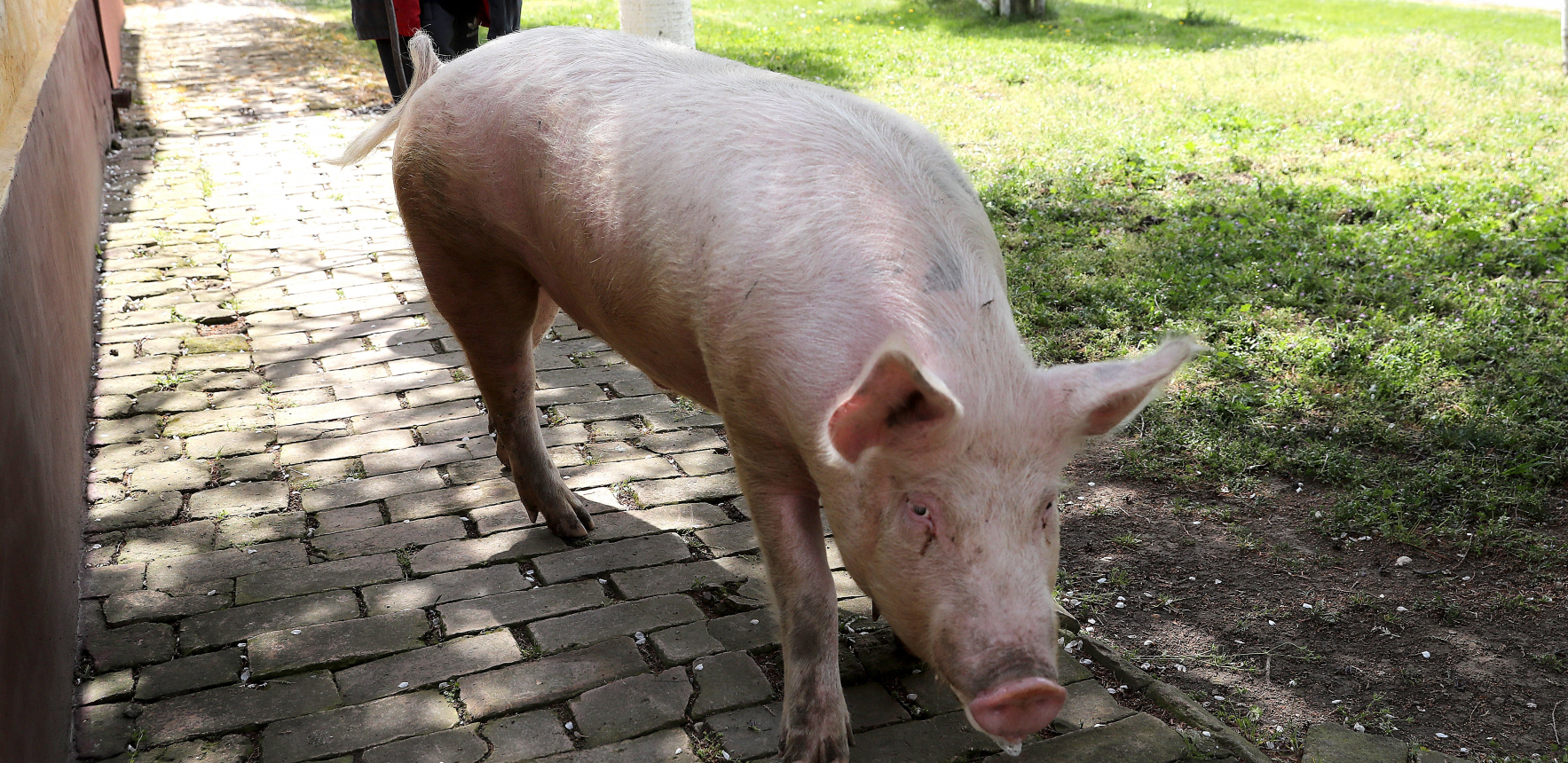 MILOVAN OSTAO BEZ TESTISA USLED NAPADA SVOJE KRMAČE! Jeziva ispovest Miše iz Bovana: "Kad me je uhvatila dole, PAKAO!"
