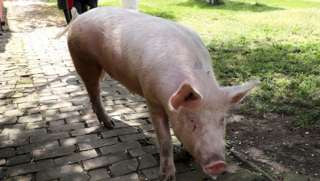 SVINJA GA UJELA ZA POLNI ORGAN, MORALI SVE DA MU UŠIVAJU Detalji novog napada životinje u Aleksincu