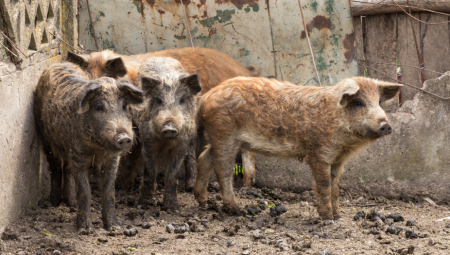SVINJČE ISPOD 300 DINARA PO KILOGRAMU, A TEK JAGNJIĆI...MILINA! Cene drastično padaju - evo i zašto!