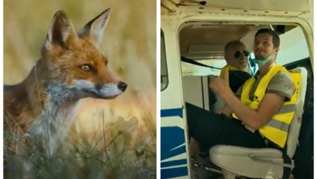 VAKCINACIJA LISICA: Besnilo predstavlja jednu od najopasnijih bolesti (VIDEO)