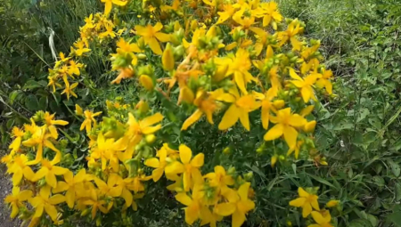 NAJMOĆNIJA LEKOVITA BILJKA RASTE U SRBIJI, A IMA JE NA SVAKOM KORAKU! Travar tvrdi: Pomaže protiv depresije, regeneriše kožu