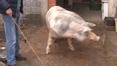RANKI JE SVINJA ODGRIZLA PALAC I UHO Nesrećna žena iz Svrljiga jedva izvukla živu glavu