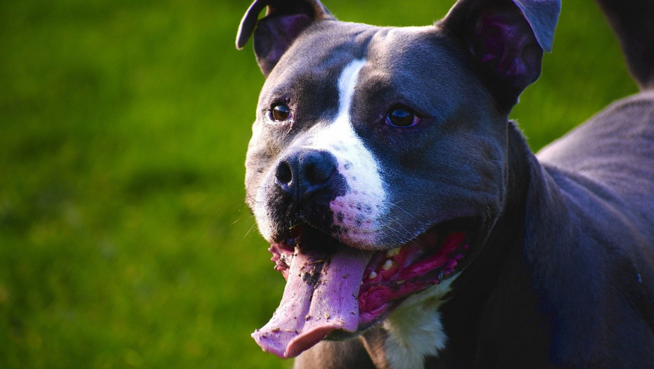 PRONAĐEN PITBUL KOJI JE IZUJEDAO TRUDNICU U NIŠKOJ BANJI Sumnja se da je napao još jednog čoveka