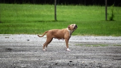 ČOPOR PASA TERORIŠE OVO DEČJE IGRALIŠTE! Roditelji u strahu:"Možda neko reaguje kada vidi snimak!"
