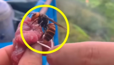 ŠTA URADITI AKO VAS UJEDE STRŠLJEN? Obavezno obratite pažnju na ove stvari, jedna greška može biti KOBNA