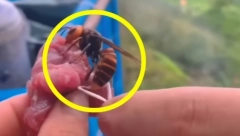 ŠTA URADITI AKO VAS UJEDE STRŠLJEN? Obavezno obratite pažnju na ove stvari, jedna greška može biti KOBNA