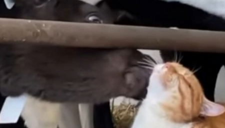 VOLE SE KO MAČKA I KRAVA Ova veza je postala hit na mrežama (VIDEO)