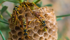 USRED VOŽNJE UJEO GA STRŠLJEN, IZAZVAO LANČANI SUDAR! Drama vozača u Vranju (FOTO)