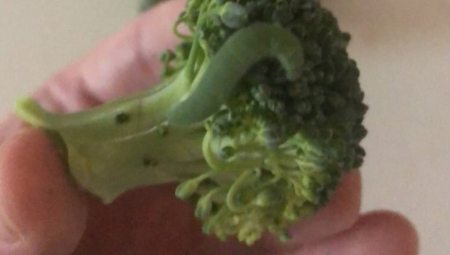 VIŠE NIKADA NEĆETE JESTI BROKOLI Taman hteo da zagrize, kad je osetio da nešto gmiže - njegova reakcija je urnebesna!