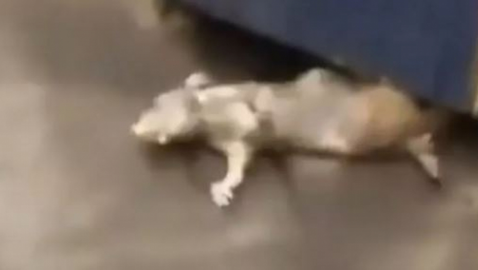 MA ŠTA JE OVO, LJUDI? Ogroman pacov nestao u jezivom trenutku - a onda se pojavilo nešto još veće! (VIDEO)