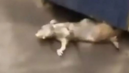 MA ŠTA JE OVO, LJUDI? Ogroman pacov nestao u jezivom trenutku - a onda se pojavilo nešto još veće! (VIDEO)