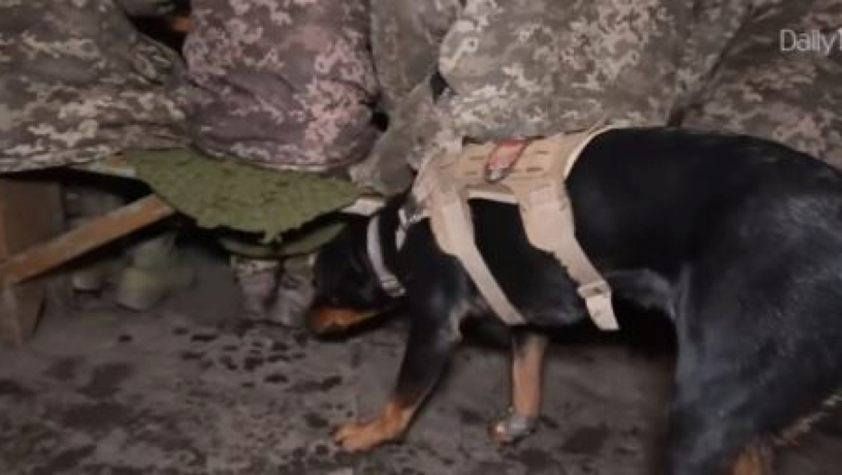 KAKO UKRAJINCI ZAISTA KORISTE ŽIVOTINJE NA FRONTU! Od dirljive priče o spasavanju do nacizma (VIDEO)