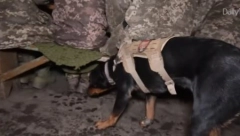 KAKO UKRAJINCI ZAISTA KORISTE ŽIVOTINJE NA FRONTU! Od dirljive priče o spasavanju do nacizma (VIDEO)