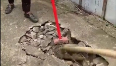ZBOG NEOBIČNIH ZVUKOVA ISPOD BETONA LJUDI SU RAZBILI TROTOAR Zver koja se pojavila uplašila ih je do srži