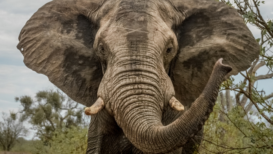 SLONOVI ZGAZILI TURISTU Horor u Africi