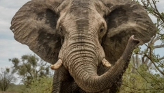 SEZONA LOVA NA SLONOVE Zimbabve izdaje 200 dozvola, izazvali su nestašicu hrane