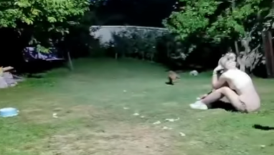 BEOGRAĐANIMA LISICE UPALE U DVORIŠTE KAO U SVOJ DOM! Reakcija meštana je URNEBESNA (VIDEO)