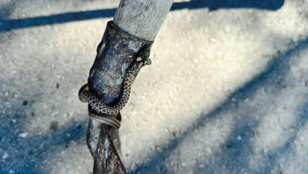 VESNI SE ZMIJA OBMOTALA OKO VRATA NA KUPALIŠTU  Drama u Čačku: "Pomislila sam da je deo kupaćeg..."