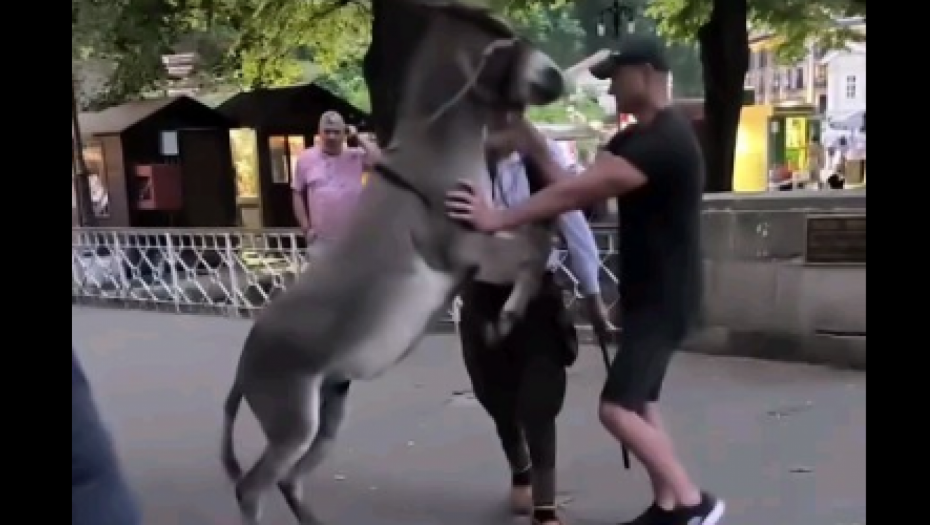 IMATE LI DUŠU, ZNATE LI ZA BOGA? Ljudi ŠTAPOM udaraju nemoćno magare pred turistima, uznemirujući snimak iz Vrnjačke banje ZGROZIO Srbe! (VIDEO)