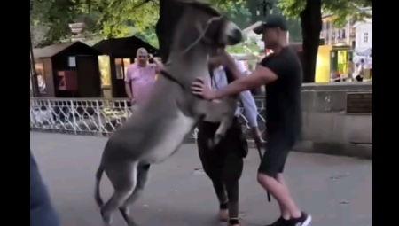 IMATE LI DUŠU, ZNATE LI ZA BOGA? Ljudi ŠTAPOM udaraju nemoćno magare pred turistima, uznemirujući snimak iz Vrnjačke banje ZGROZIO Srbe! (VIDEO)