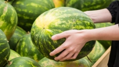NAJBOLJI NAČIN ZA ČUVANJE LUBENICE Evo zašto nikako ne sme cela u frižider