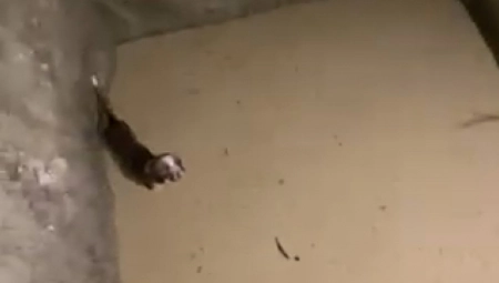 KUČENCE UPALO U REKU, VATROGASCI NISU STALI DOK GA NISU IZVUKLI! Gori ogromna livada, vatra preti da ugrozi objekte! (FOTO)