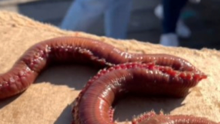 POSMATRALI KITOVE, PA NAIŠLI NA ODVRATNO STVORENJE Zovu ga „čudovište iz zone sumraka“, njegov ujed može biti bolan! (VIDEO)