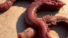 ČUDOVIŠTE IZ "ZONE SUMRAKA" Kad su videli šta radi pobegli glavom bez obzira