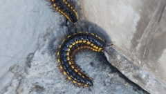 PANIKA MEĐU GRAĐANIMA Najezda buba u Srbiji, profesor otkrio o čemu se radi