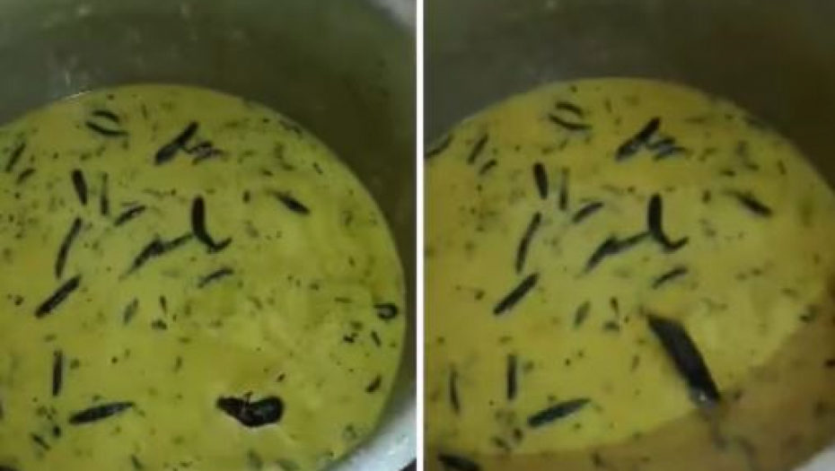 HAOS U STUDENTSKOJ MENZI: Pronašli supu "začinjenu" pacovom, scena za nevericu