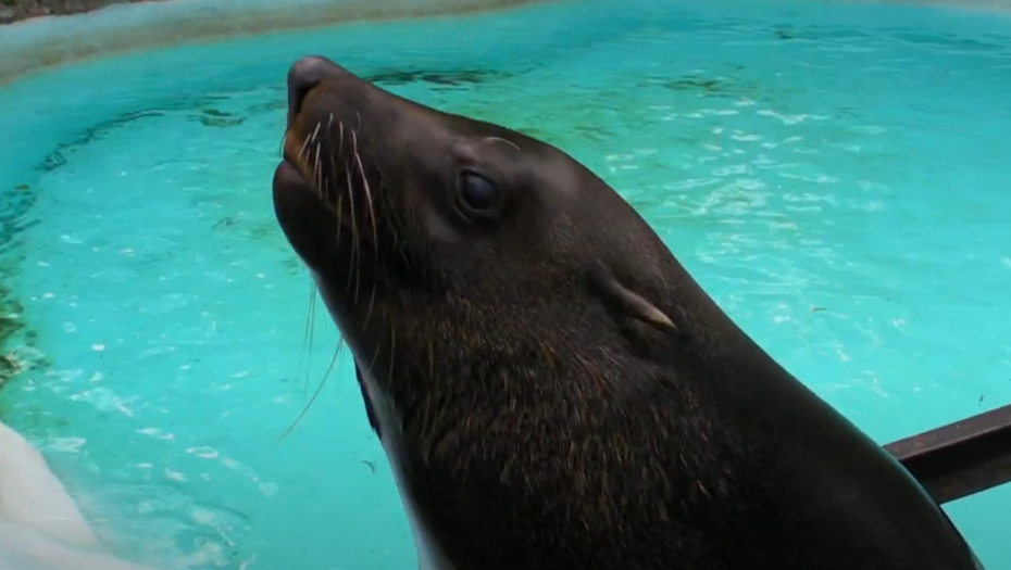 FOKE ZARAŽENE SMRTONOSNOM BOLEŠĆU NAPADAJU LJUDE! Ovako nešto dosad nije viđeno u istoriji sveta!