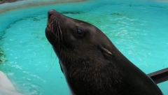 FOKE ZARAŽENE SMRTONOSNOM BOLEŠĆU NAPADAJU LJUDE! Ovako nešto dosad nije viđeno u istoriji sveta!