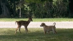 PRESLATKA SCENA Druženje psa i laneta podseća na crtani film, raznežili su srca 5 miliona ljudi!