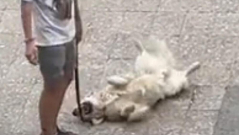 OVAJ PAS JE LEGENDA Kad god neće da ide kući on uradi ovo (VIDEO)